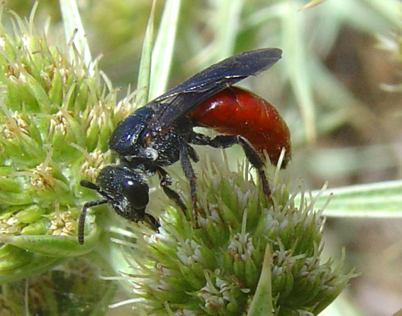 Sphecidae e Apidae Halictinae